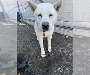 Akita-Unknown Mix Dogs for adoption in Redlands, CA, USA