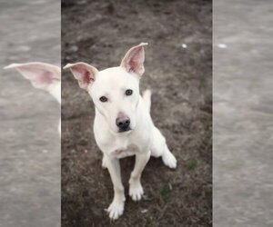 Labrador Retriever-Unknown Mix Dogs for adoption in pomfret, CT, USA