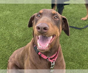 Medium Photo #1 Doberman Pinscher-Unknown Mix Puppy For Sale in Martinez, CA, USA