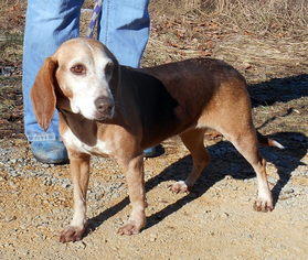 Beagle Dogs for adoption in Dickson, TN, USA