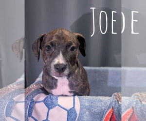 American Pit Bull Terrier-Unknown Mix Dogs for adoption in Overland Park, KS, USA