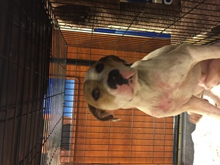 American Bulldog-Unknown Mix Dogs for adoption in Grayson, KY, USA