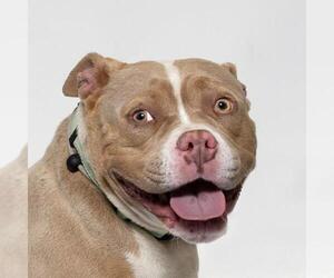 American Pit Bull Terrier Dogs for adoption in Santa Maria, CA, USA