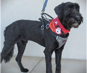 Labradoodle Dogs for adoption in Conroe, TX, USA