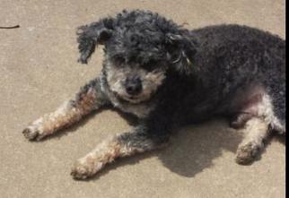 Poodle (Miniature) Dogs for adoption in Lewistown, PA, USA