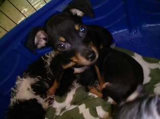 American Rat Pinscher Dogs for adoption in Commerce, GA, USA