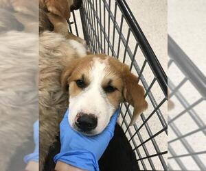 Labrador Retriever-Unknown Mix Dogs for adoption in Conroe, TX, USA