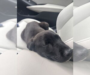 Labrador Retriever-Unknown Mix Dogs for adoption in Studio City, CA, USA