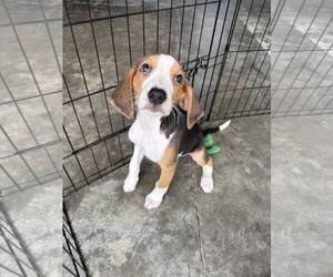 Mutt Dogs for adoption in Roxboro, NC, USA