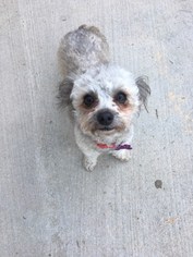 Shih-Poo Dogs for adoption in Rancho Santa Margarita, CA, USA