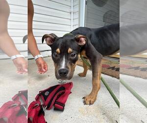 Mutt Dogs for adoption in Virginia Beach, VA, USA