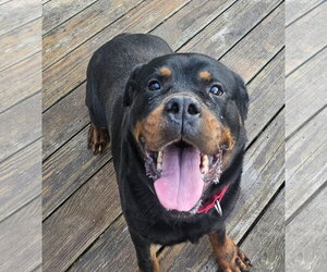 Rottweiler Dogs for adoption in Hillsboro, NH, USA