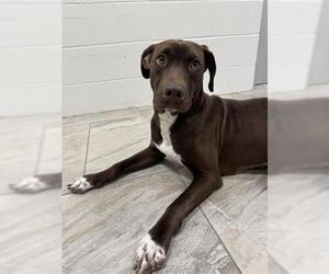 Labrador Retriever-Unknown Mix Dogs for adoption in Canfield, OH, USA