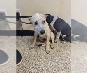 Mutt Dogs for adoption in Georgetown, TX, USA