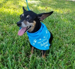 Chiweenie Dogs for adoption in HOUSTON, TX, USA