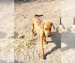 American Staffordshire Terrier-Unknown Mix Dogs for adoption in San Antonio, TX, USA