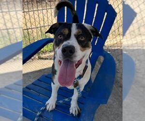 American Pit Bull Terrier-Beagle Mix Dogs for adoption in Sacramento, CA, USA