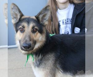 German Shepherd Dog-Unknown Mix Dogs for adoption in Washington, DC, USA