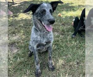 Mutt Dogs for adoption in Conroe, TX, USA
