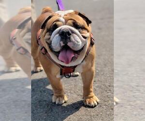 Bulldog Dogs for adoption in San Francisco, CA, USA