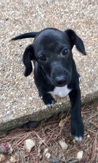 Medium Photo #1 Chiweenie Puppy For Sale in Texarkana, TX, USA