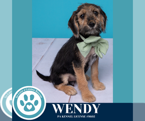 Beagle-Unknown Mix Dogs for adoption in Kimberton, PA, USA