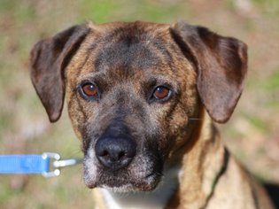 Small Boxer-Mountain Cur Mix