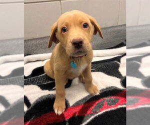 American Foxhound Dogs for adoption in Waterford, VA, USA