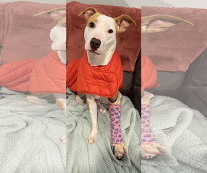 American Pit Bull Terrier Dogs for adoption in Hillsboro, NH, USA