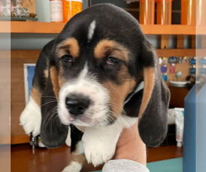 Corgi Basset Dogs for adoption in Brookville, OH, USA