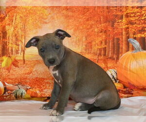 American Pit Bull Terrier-Unknown Mix Dogs for adoption in Oroville, CA, USA