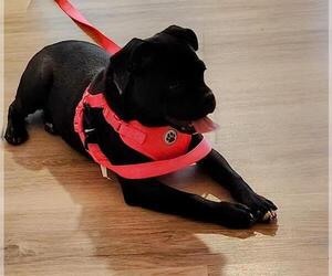 Mutt Dogs for adoption in San Antonio, TX, USA