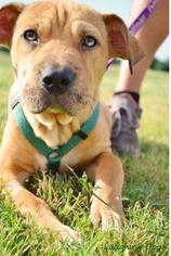 Chinese Shar-Pei Dogs for adoption in Mission, KS, USA