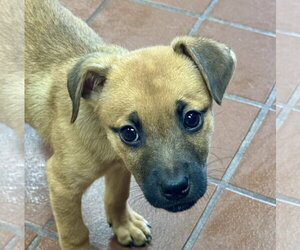 Mutt Dogs for adoption in Jefferson, NJ, USA