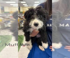 Border Collie Dogs for adoption in Turlock, CA, USA