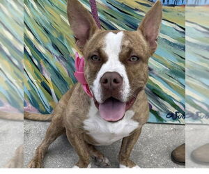 American Bulldog-Basset Hound Mix Dogs for adoption in Fort Pierce, FL, USA