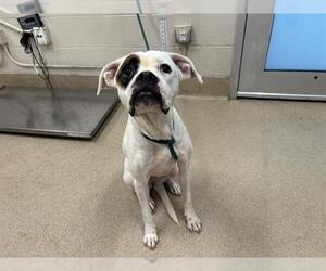 Boxer-Unknown Mix Dogs for adoption in Grand Prairie, TX, USA