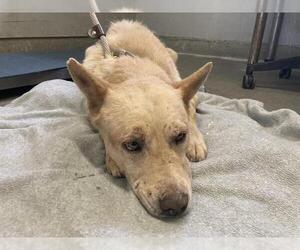 German Shepherd Dog-Unknown Mix Dogs for adoption in Camarillo, CA, USA