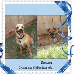 Chihuahua-Unknown Mix Dogs for adoption in San Antonio, TX, USA