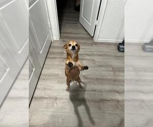 Chihuahua Dogs for adoption in San Antonio, TX, USA