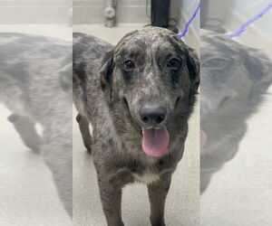 Australian Shepherd-Unknown Mix Dogs for adoption in Las Vegas, NV, USA