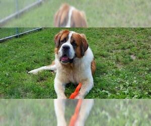 Saint Bernard Dogs for adoption in Shaftsbury, VT, USA