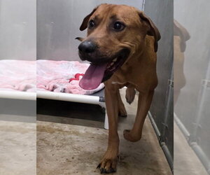 Mutt Dogs for adoption in La Porte, IN, USA