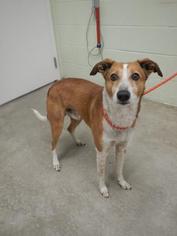Collie-Unknown Mix Dogs for adoption in Hutchinson, KS, USA