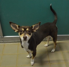 Miniature Pinscher Dogs for adoption in Bryan, TX, USA
