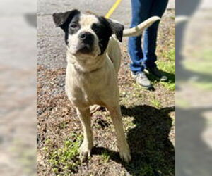 Pointer-Unknown Mix Dogs for adoption in Clarkesville, GA, USA