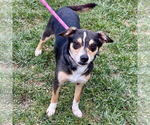 Chiweenie Dogs for adoption in Batavia, OH, USA