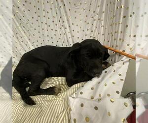 Labrador Retriever-Unknown Mix Dogs for adoption in Modesto, CA, USA