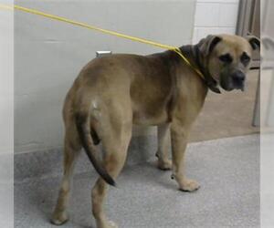 American Pit Bull Terrier-Unknown Mix Dogs for adoption in Pasadena, TX, USA