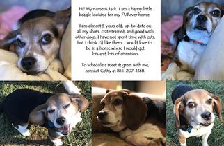 Beagle Dogs for adoption in Maryville, TN, USA